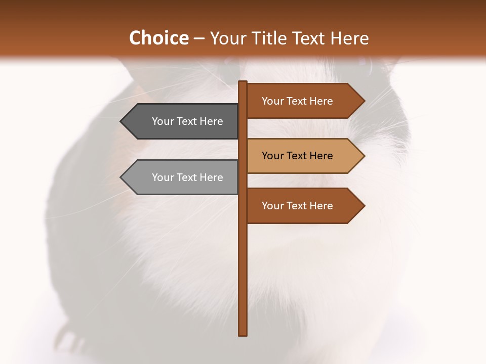 Pig Guinea Lab PowerPoint Template