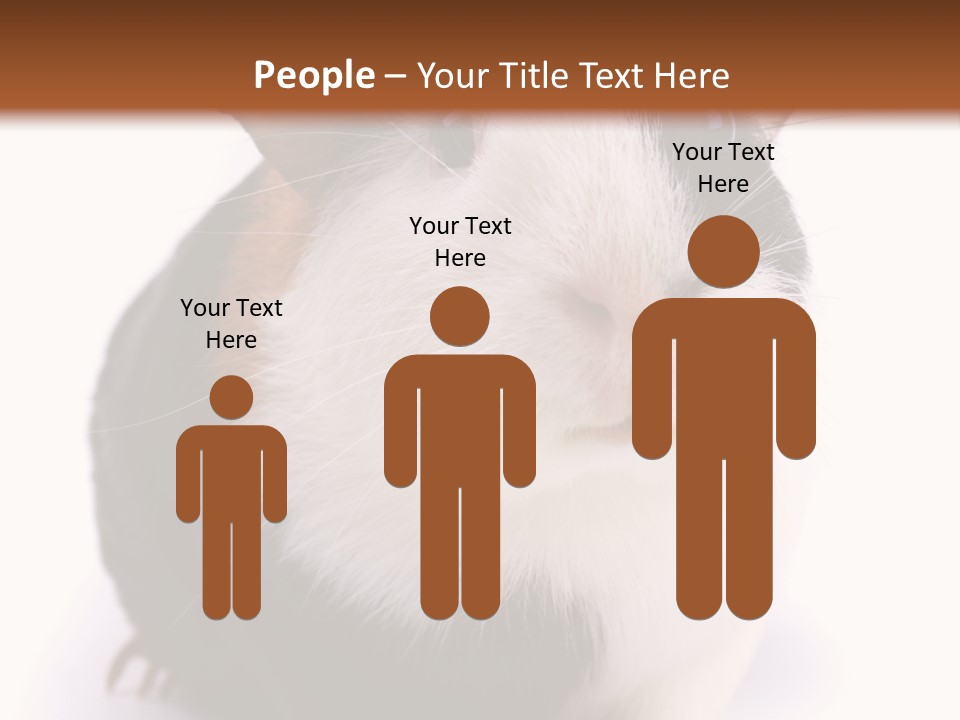 Pig Guinea Lab PowerPoint Template