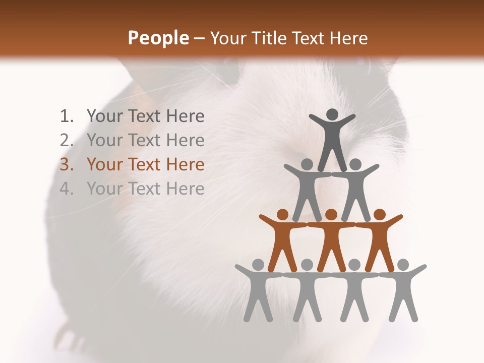 Pig Guinea Lab PowerPoint Template