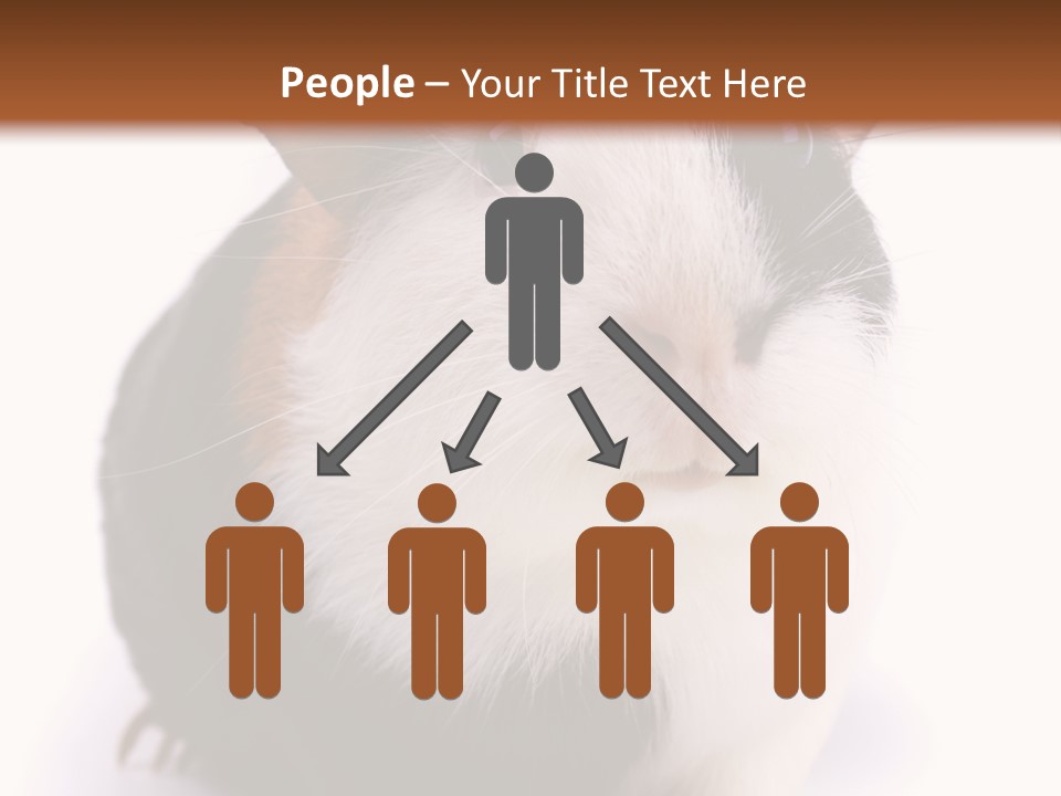 Pig Guinea Lab PowerPoint Template