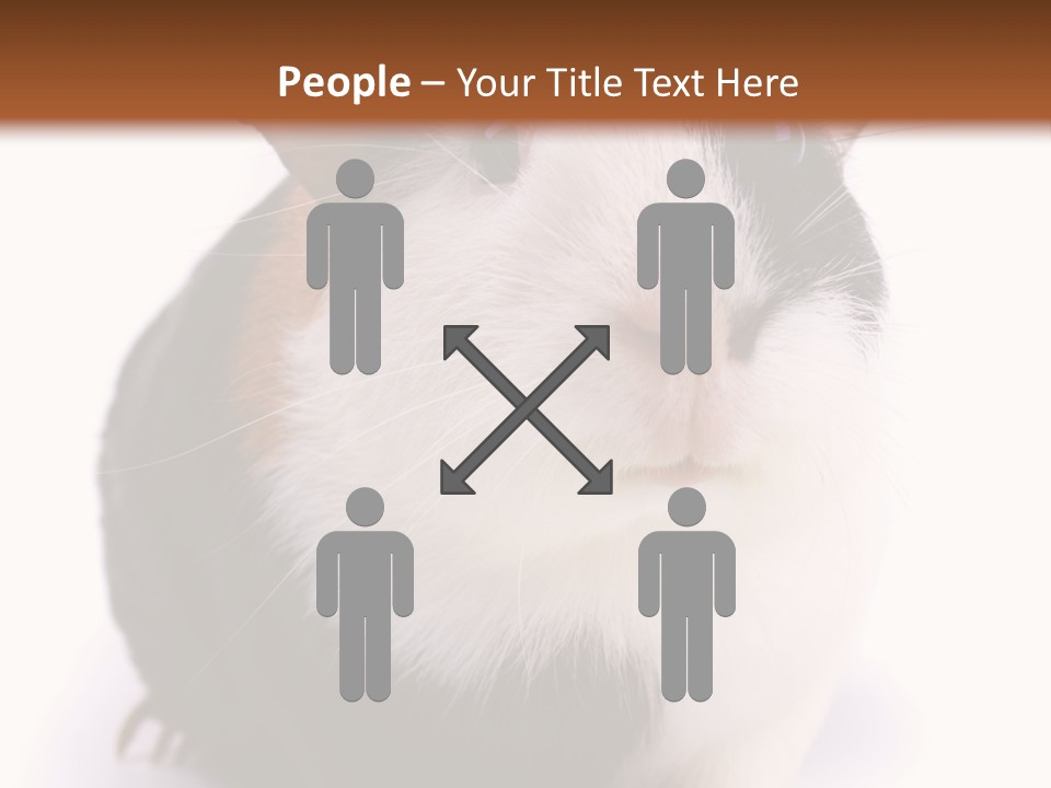 Pig Guinea Lab PowerPoint Template
