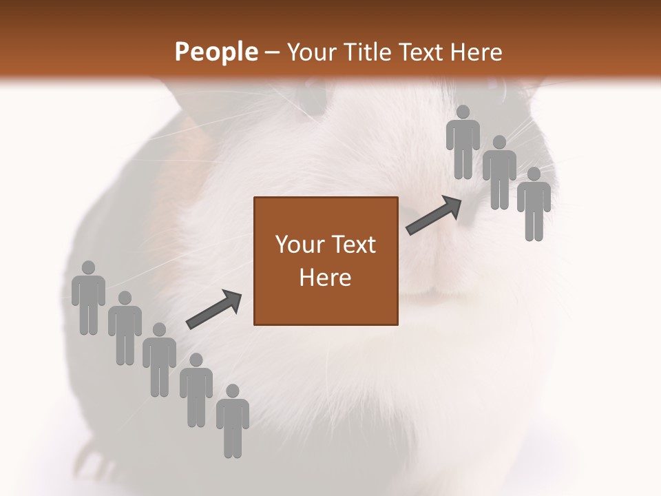 Pig Guinea Lab PowerPoint Template