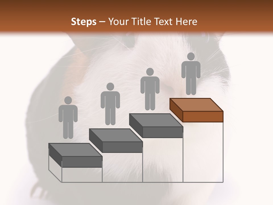 Pig Guinea Lab PowerPoint Template