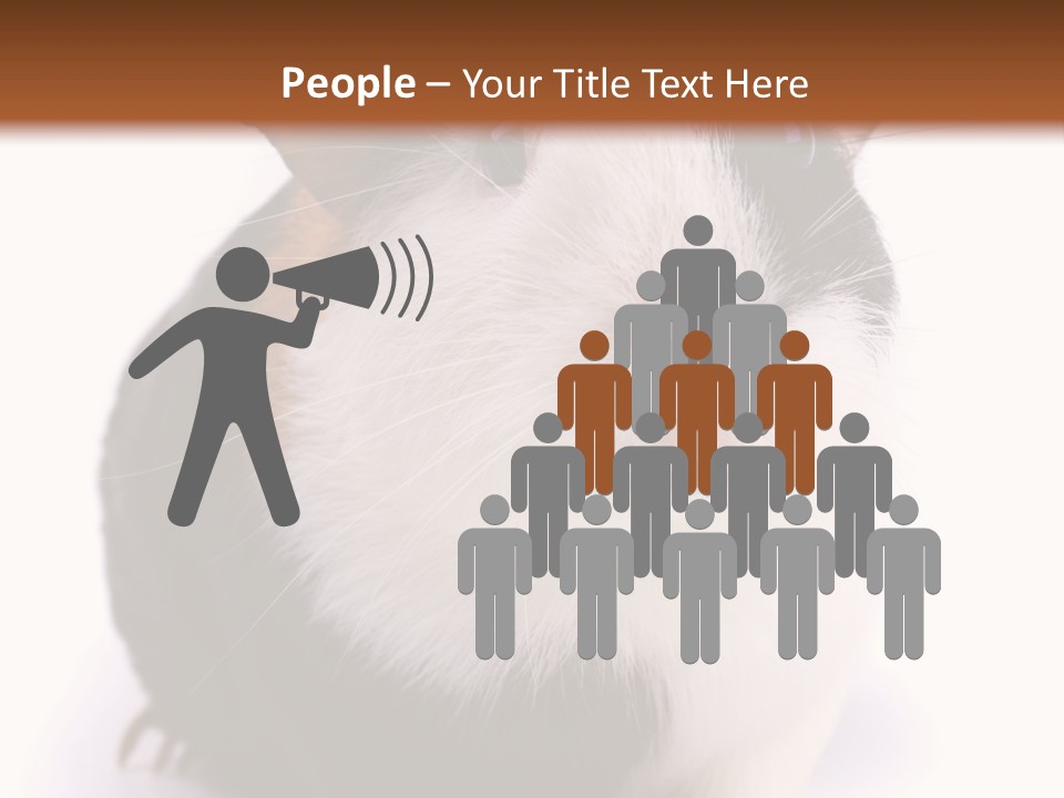 Pig Guinea Lab PowerPoint Template