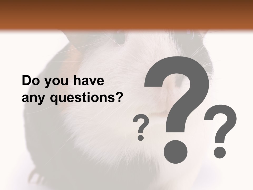 Pig Guinea Lab PowerPoint Template