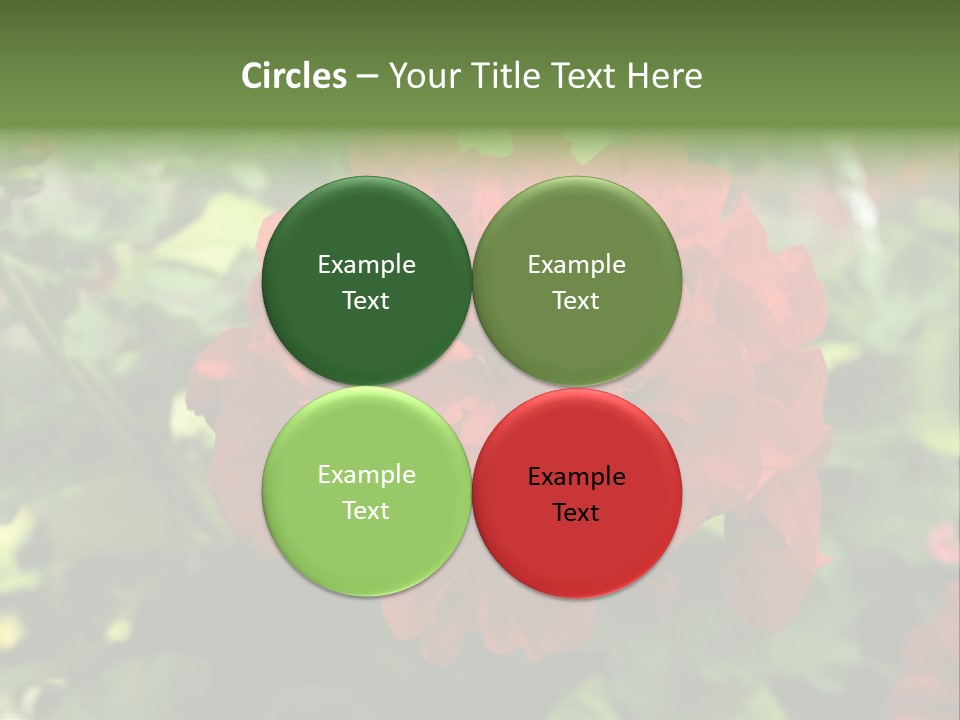 Red Hanging Geranium PowerPoint Template