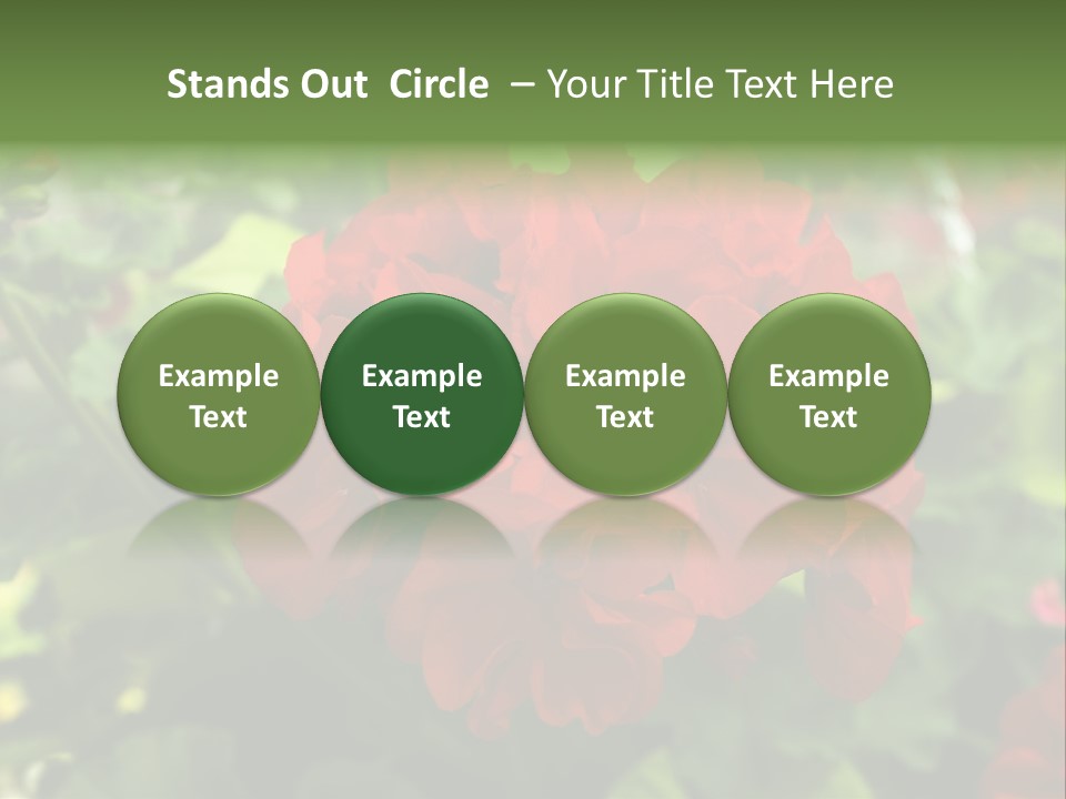 Red Hanging Geranium PowerPoint Template
