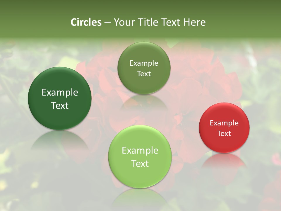 Red Hanging Geranium PowerPoint Template