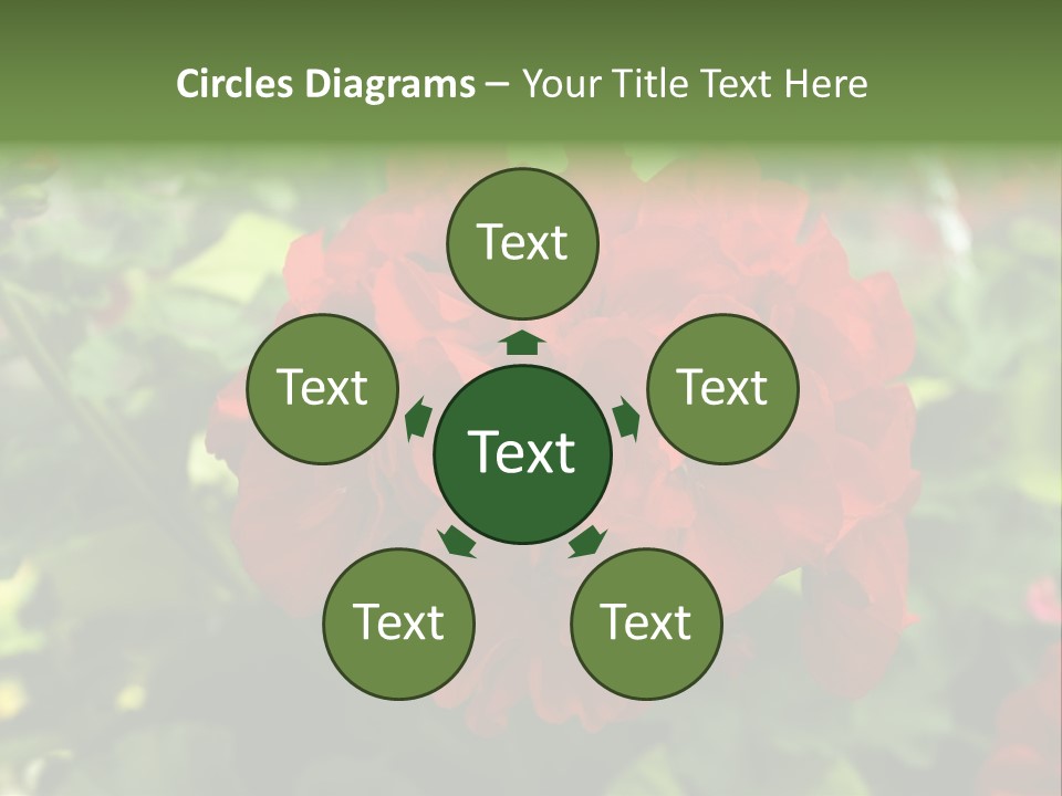 Red Hanging Geranium PowerPoint Template