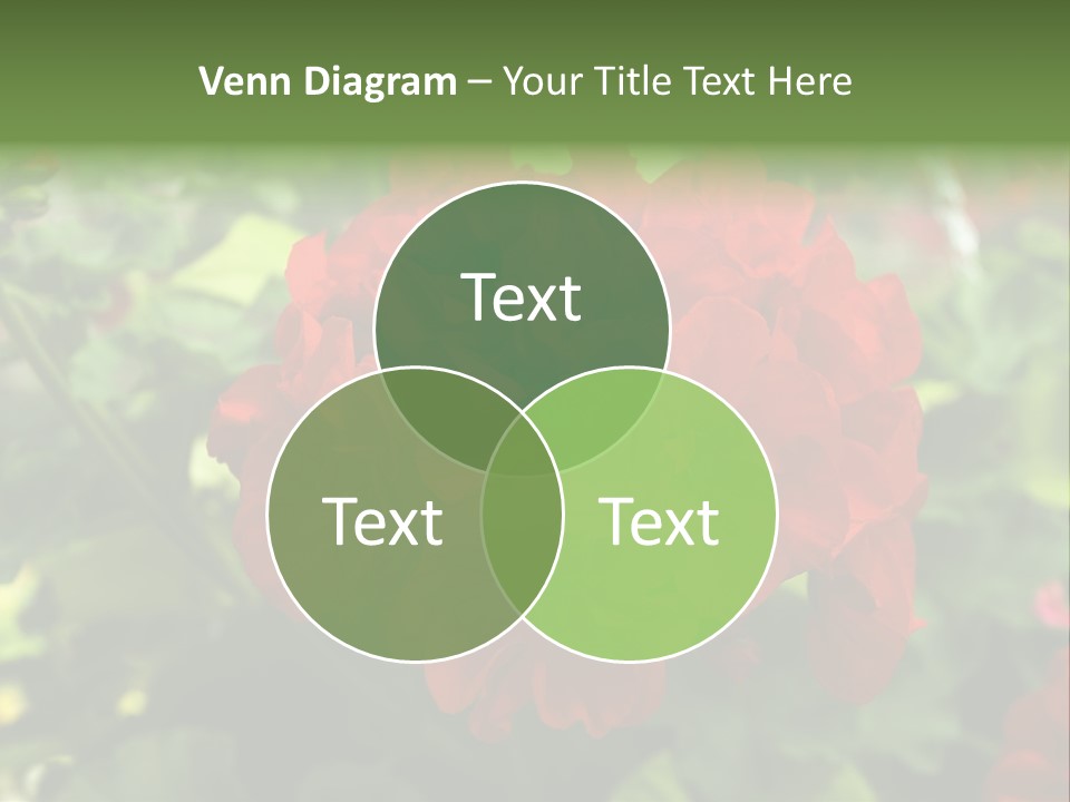 Red Hanging Geranium PowerPoint Template