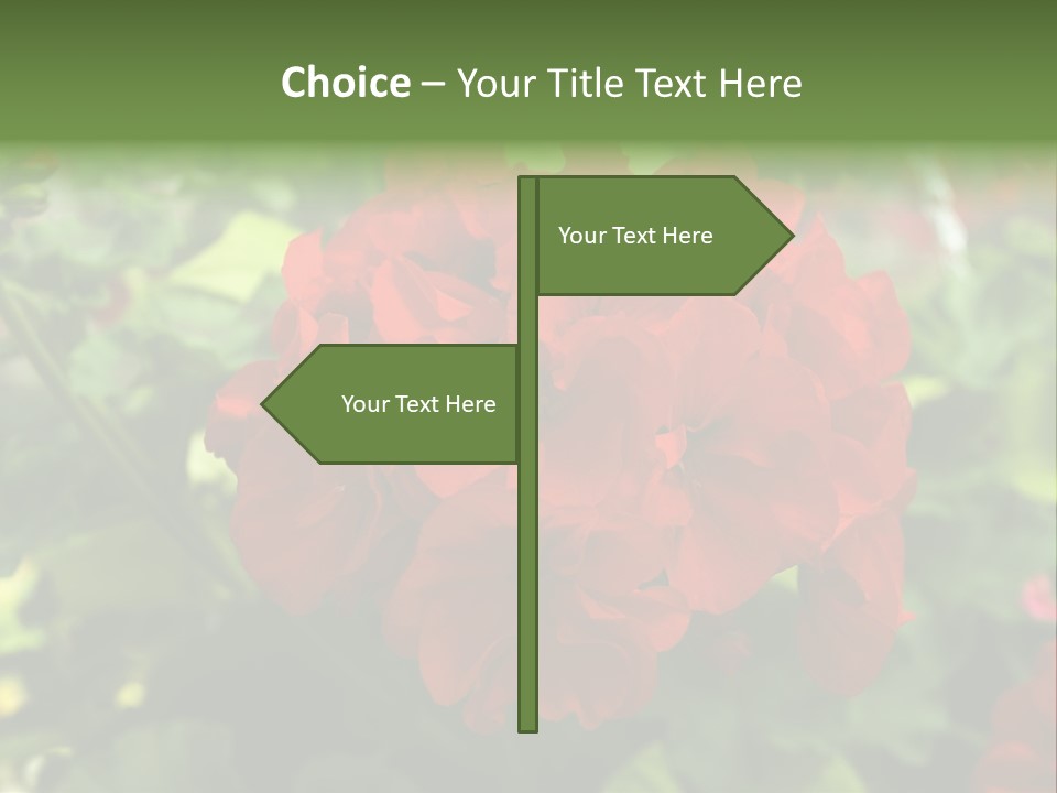 Red Hanging Geranium PowerPoint Template