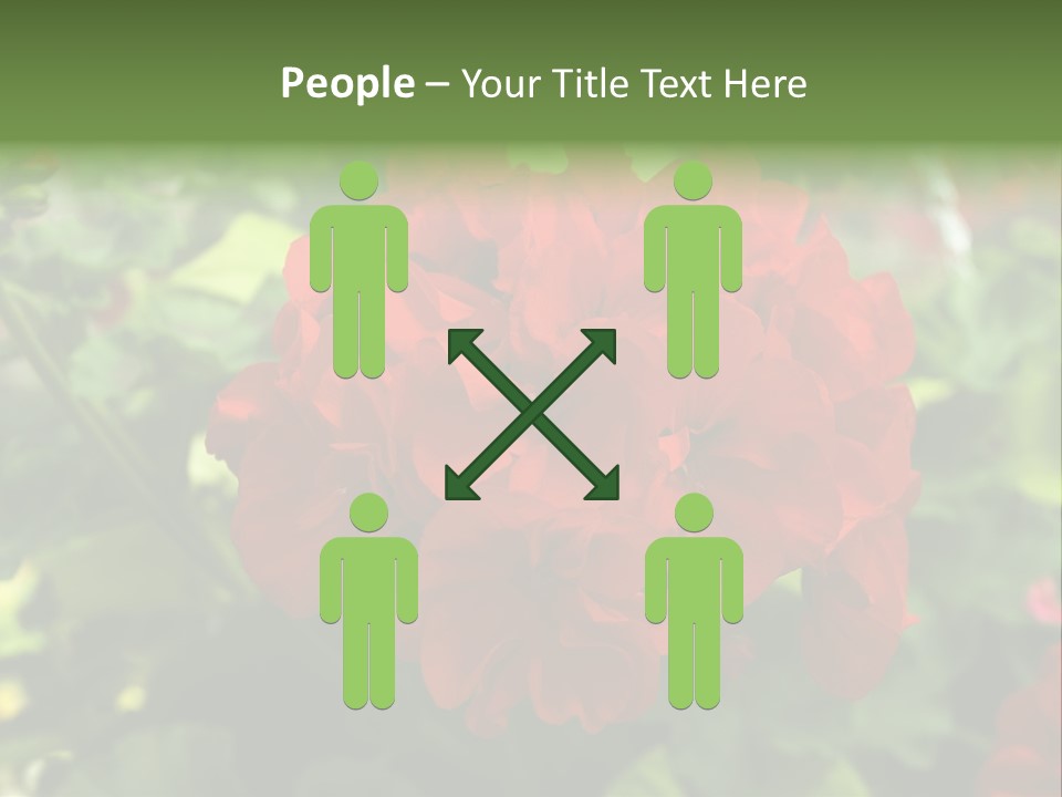 Red Hanging Geranium PowerPoint Template