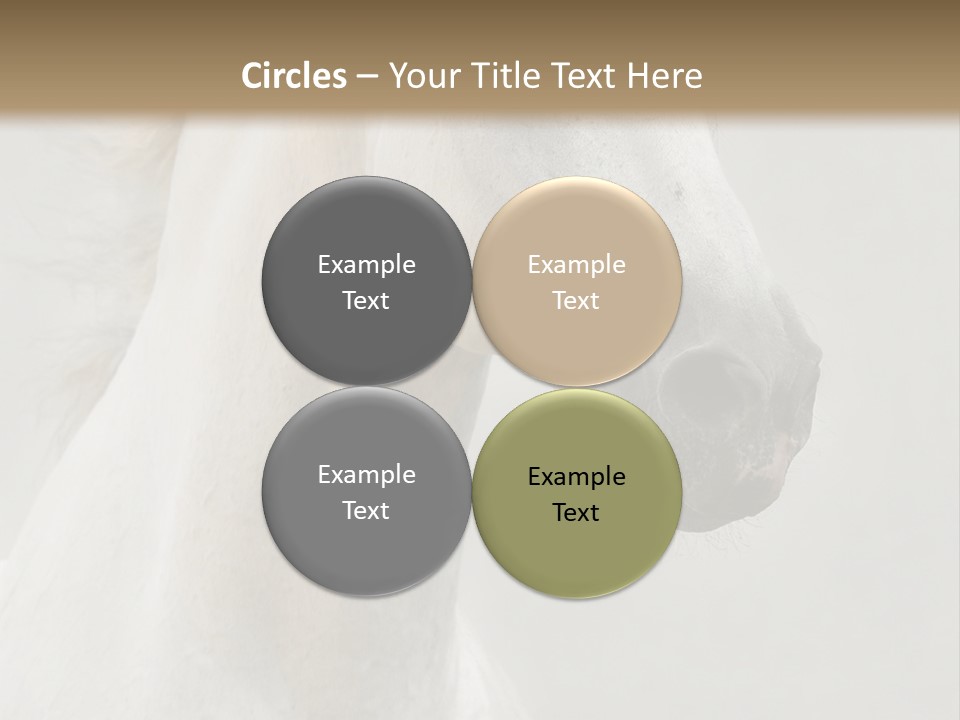 Animal Domestic Thoroughbred PowerPoint Template