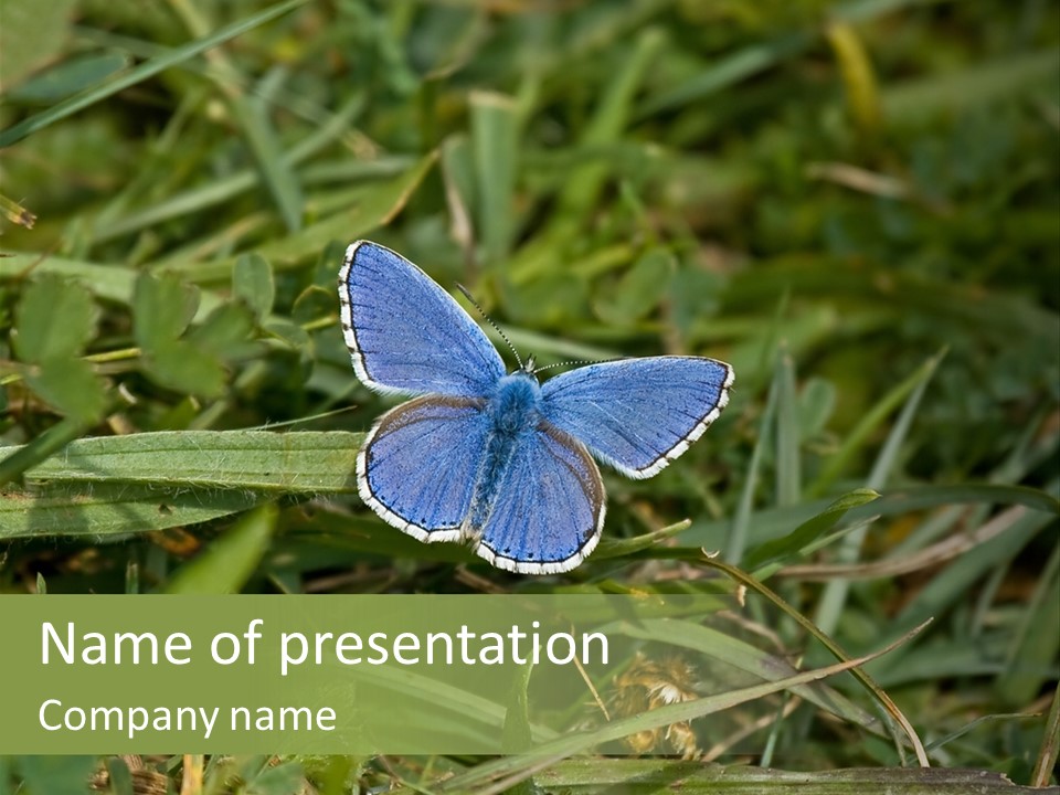 Adonis Butterfly Lepidoptera PowerPoint Template