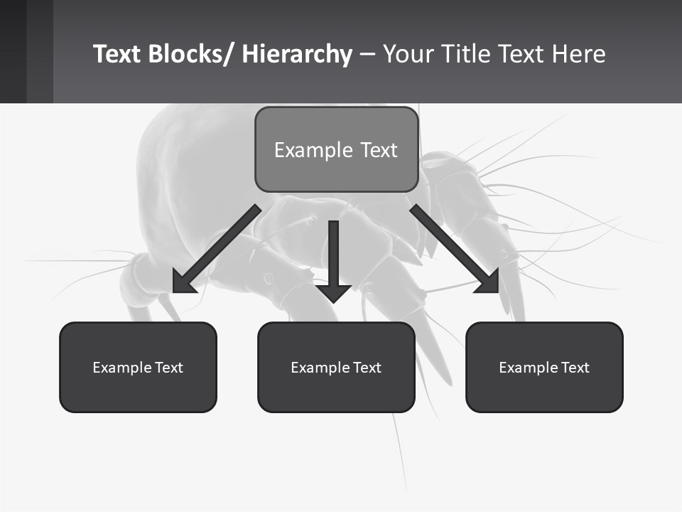 Mite Acarian Hygiene PowerPoint Template