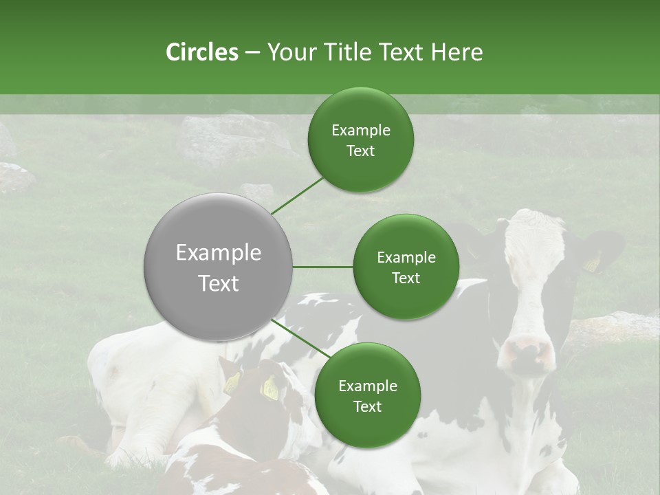 Dairy Agriculture Cute PowerPoint Template