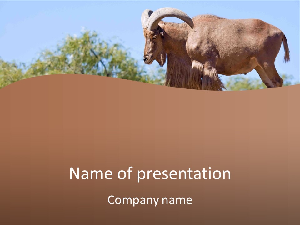 Waddan Sheep Artiodactyla PowerPoint Template
