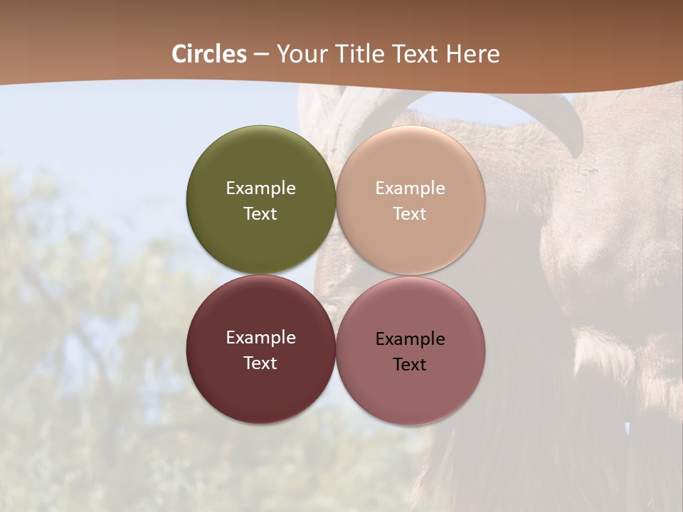 Waddan Sheep Artiodactyla PowerPoint Template