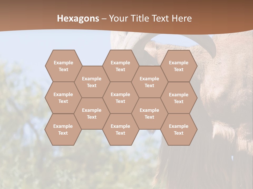 Waddan Sheep Artiodactyla PowerPoint Template