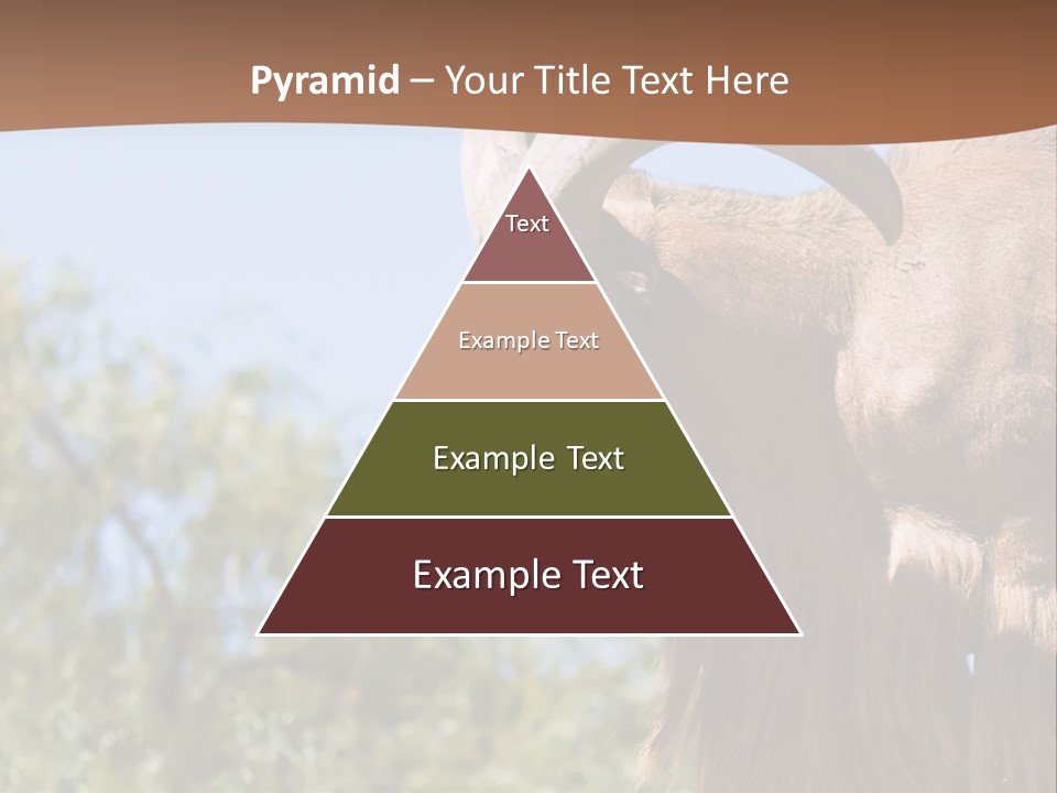 Waddan Sheep Artiodactyla PowerPoint Template