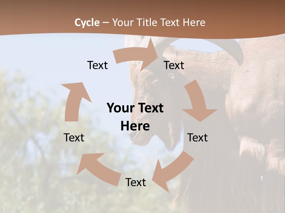 Waddan Sheep Artiodactyla PowerPoint Template