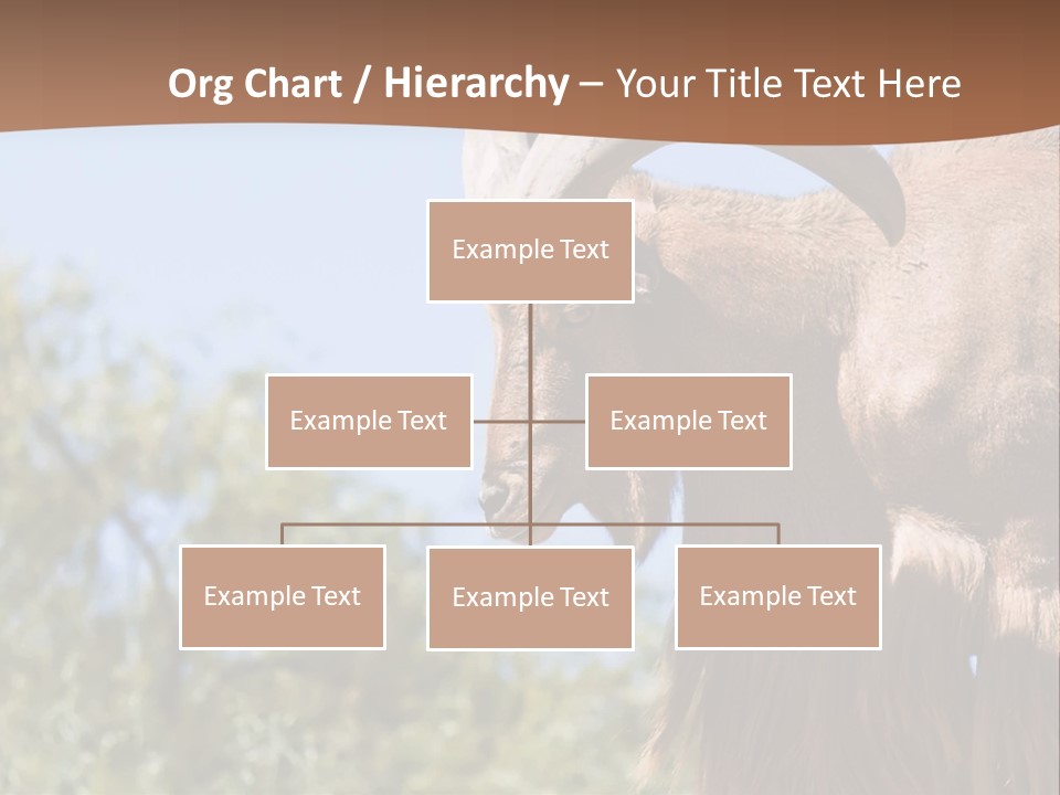 Waddan Sheep Artiodactyla PowerPoint Template