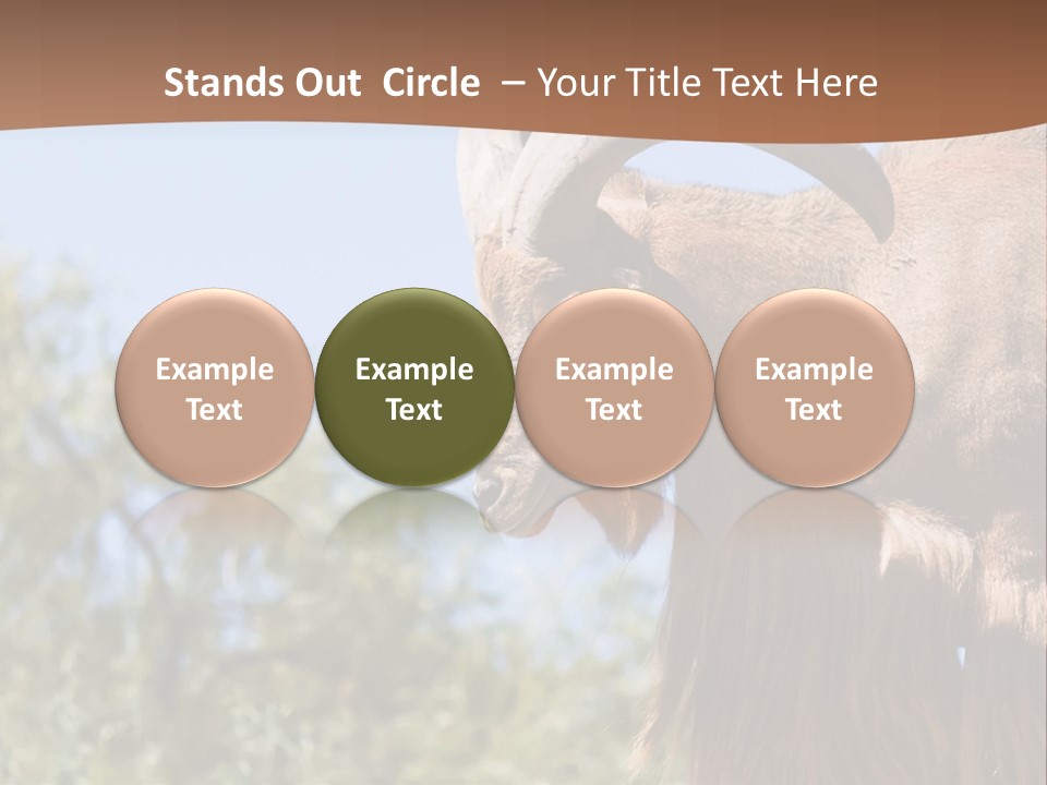 Waddan Sheep Artiodactyla PowerPoint Template