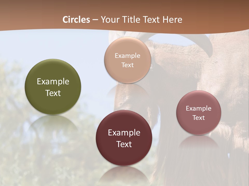 Waddan Sheep Artiodactyla PowerPoint Template