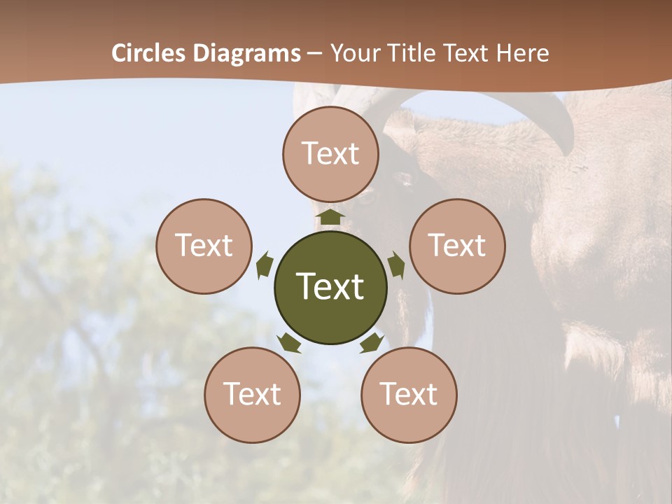 Waddan Sheep Artiodactyla PowerPoint Template