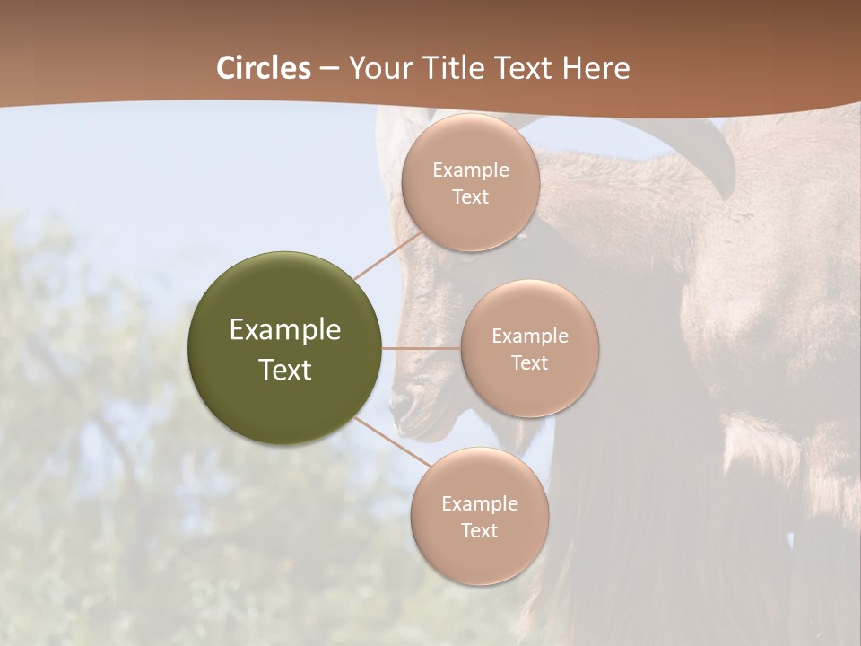 Waddan Sheep Artiodactyla PowerPoint Template