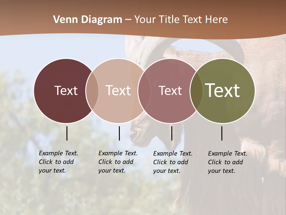 Waddan Sheep Artiodactyla PowerPoint Template