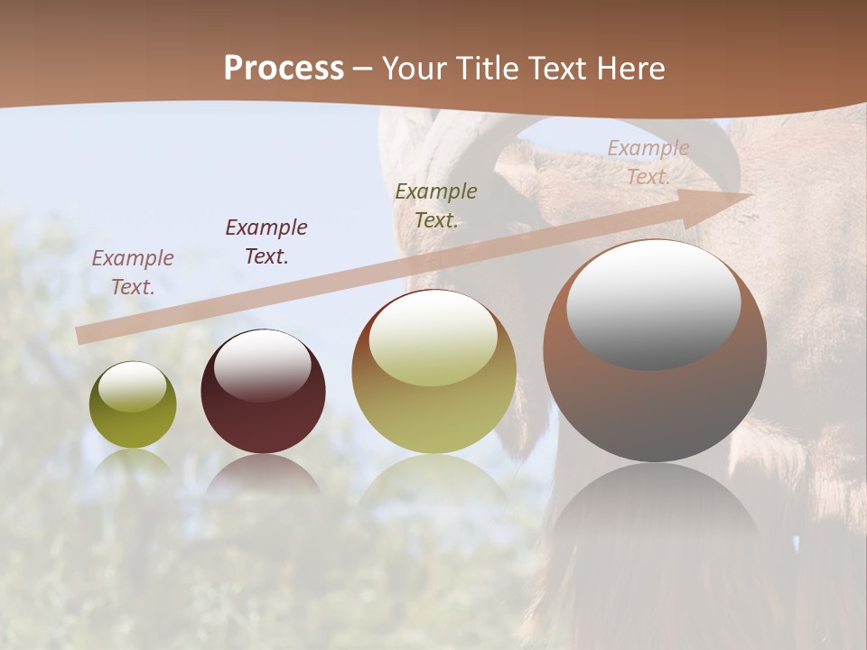 Waddan Sheep Artiodactyla PowerPoint Template