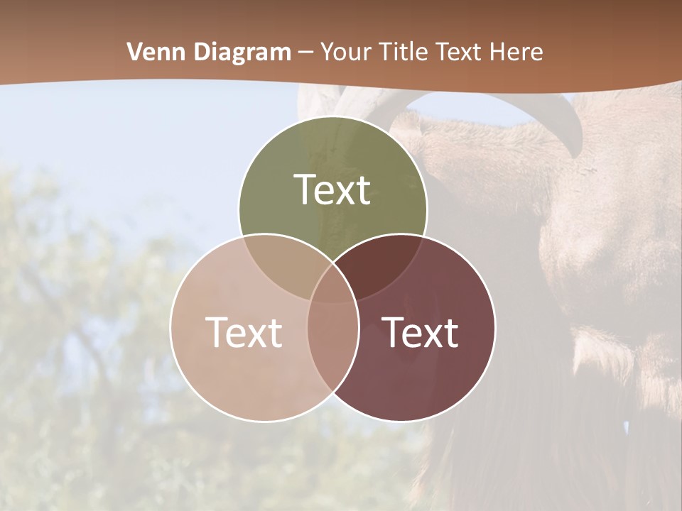 Waddan Sheep Artiodactyla PowerPoint Template