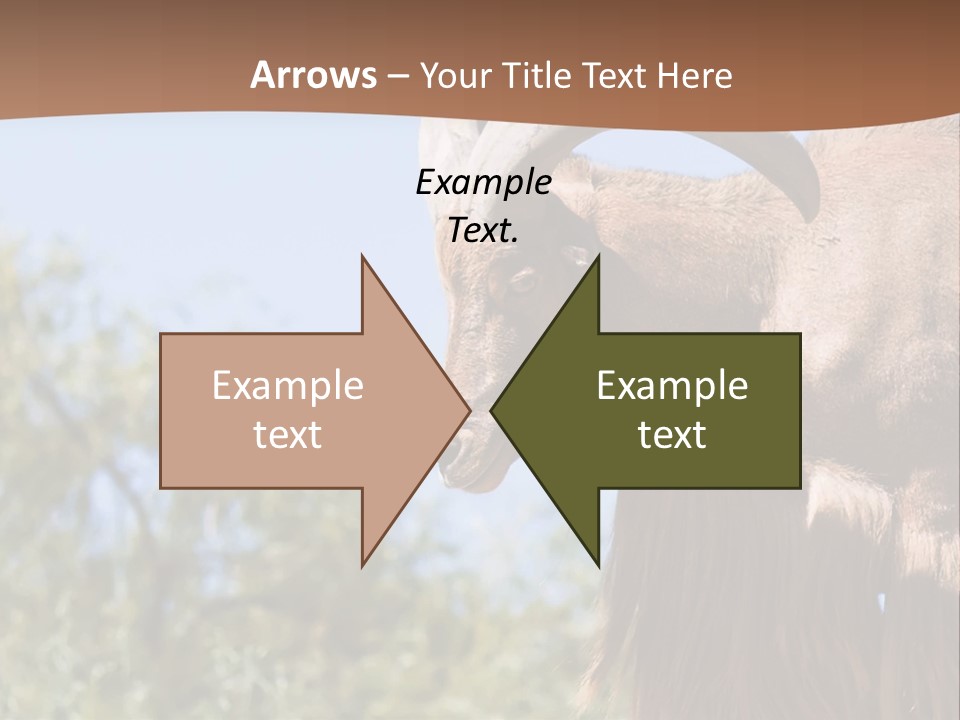 Waddan Sheep Artiodactyla PowerPoint Template