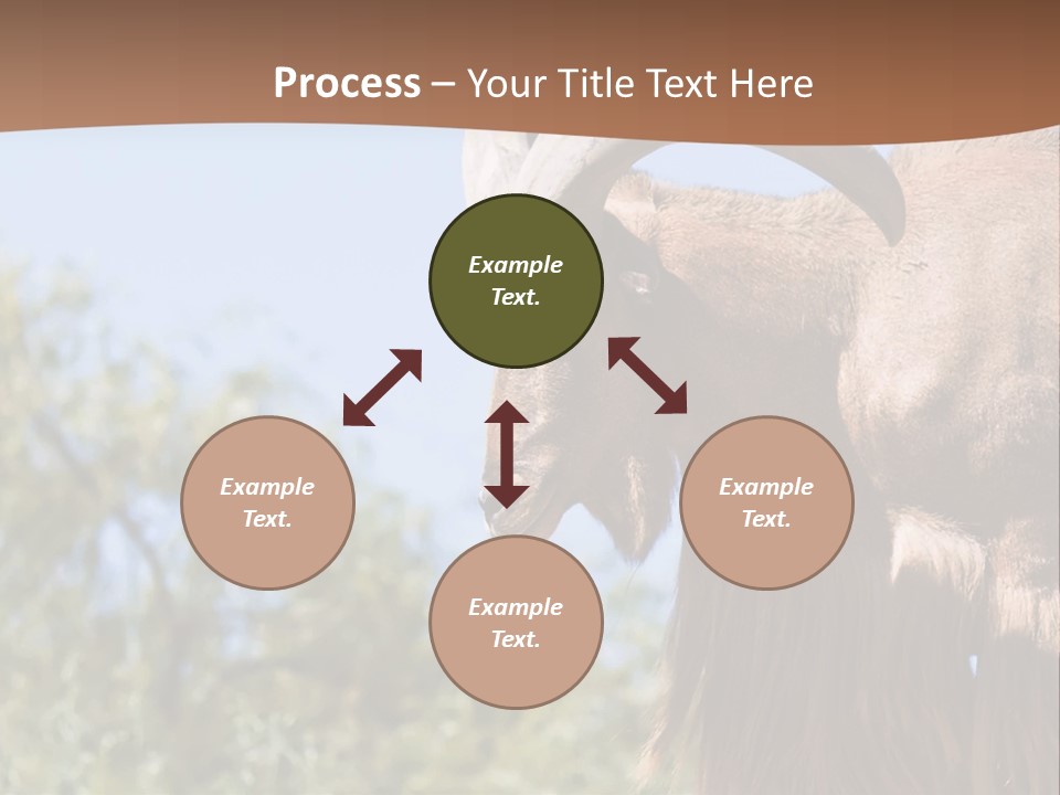 Waddan Sheep Artiodactyla PowerPoint Template