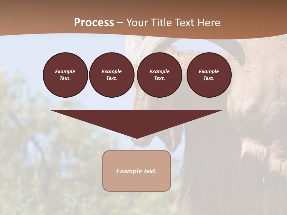 Waddan Sheep Artiodactyla PowerPoint Template