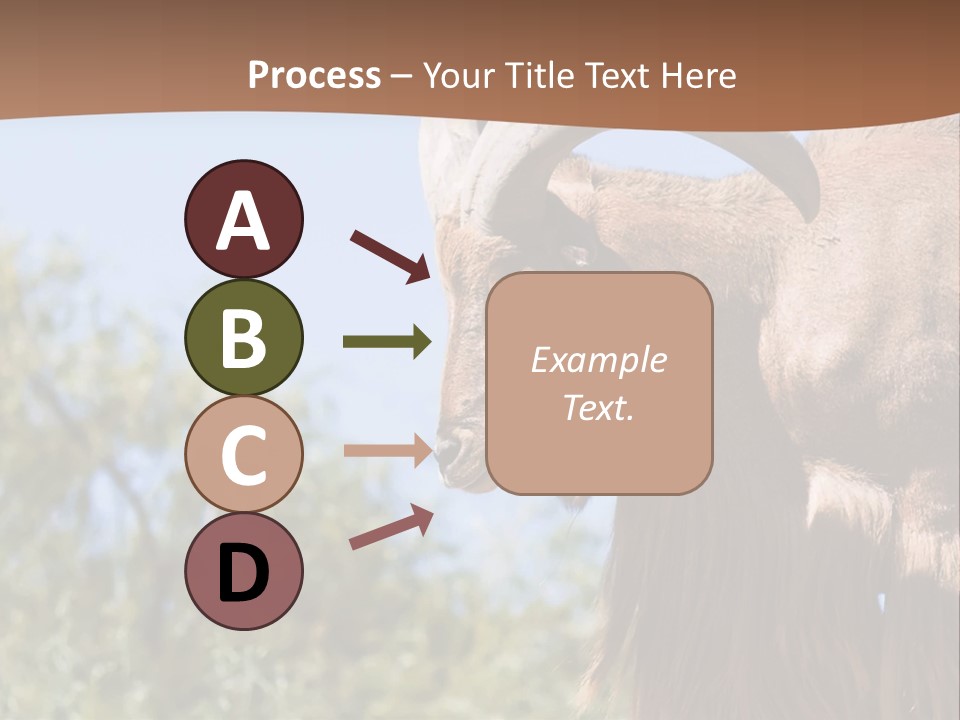 Waddan Sheep Artiodactyla PowerPoint Template