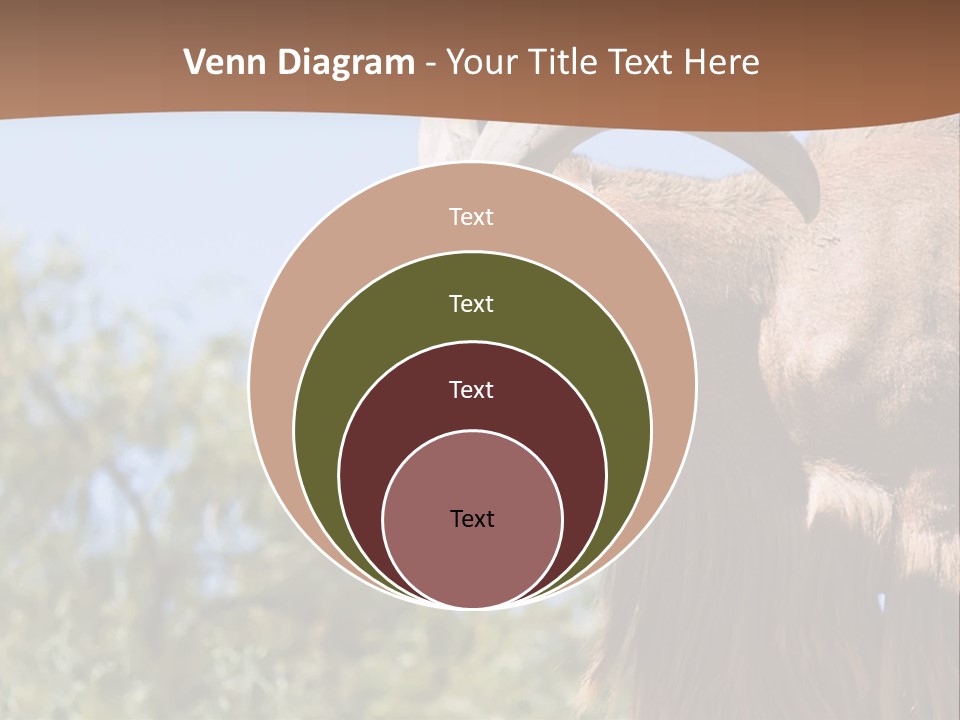 Waddan Sheep Artiodactyla PowerPoint Template