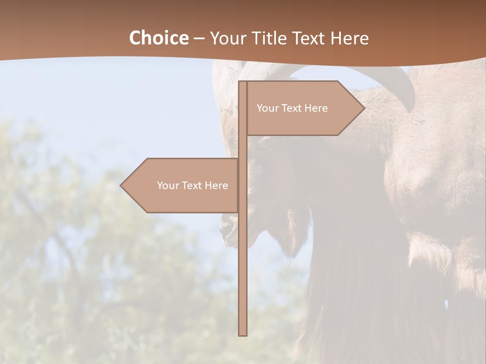 Waddan Sheep Artiodactyla PowerPoint Template