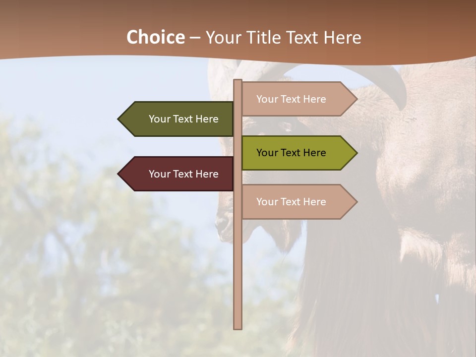 Waddan Sheep Artiodactyla PowerPoint Template