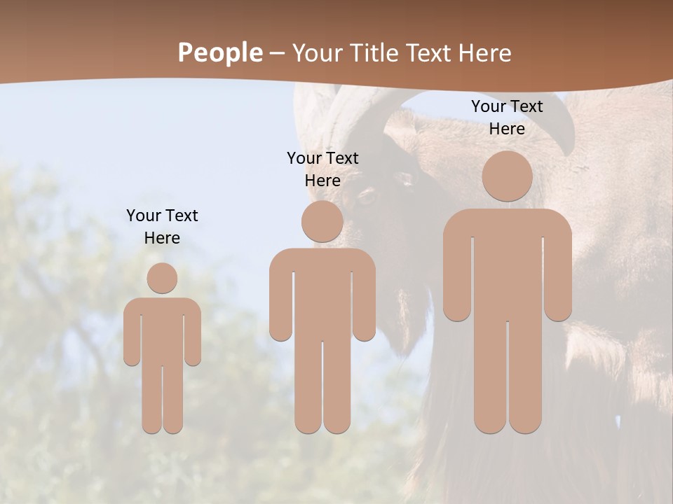 Waddan Sheep Artiodactyla PowerPoint Template