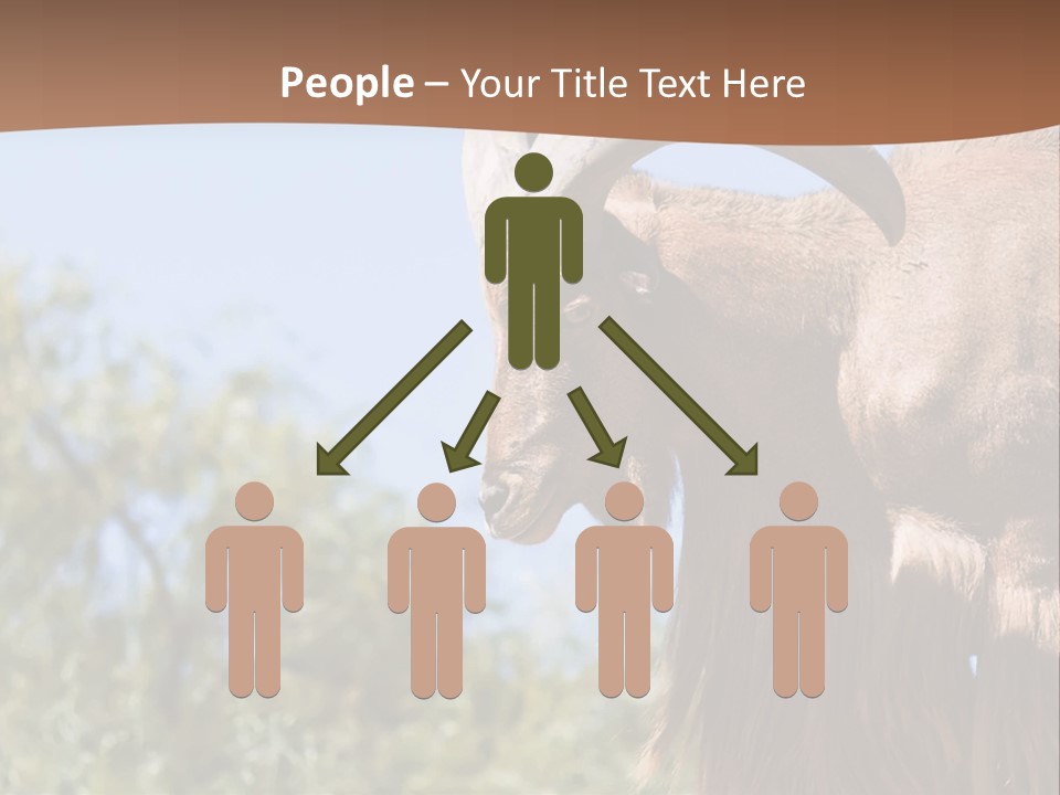 Waddan Sheep Artiodactyla PowerPoint Template