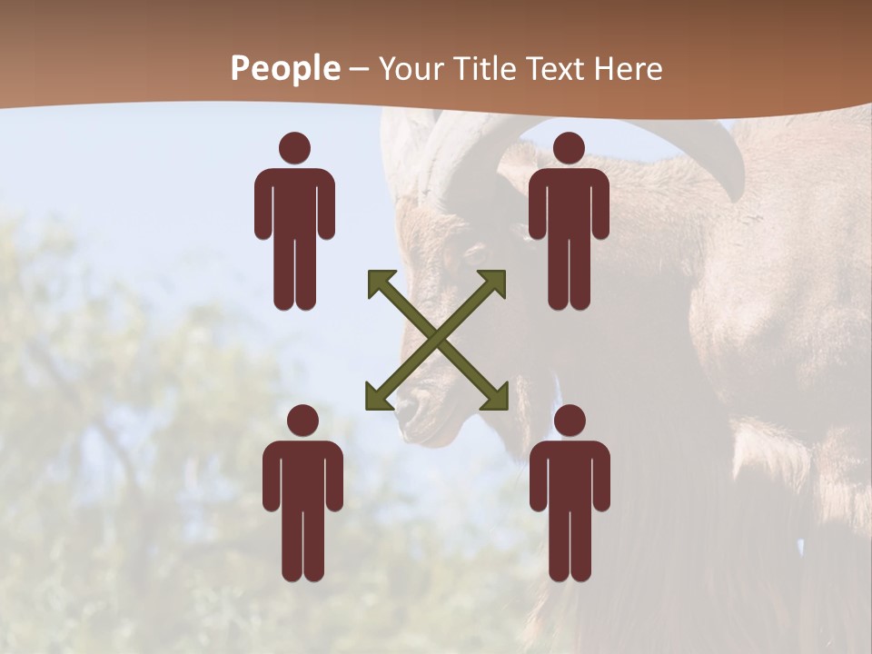 Waddan Sheep Artiodactyla PowerPoint Template