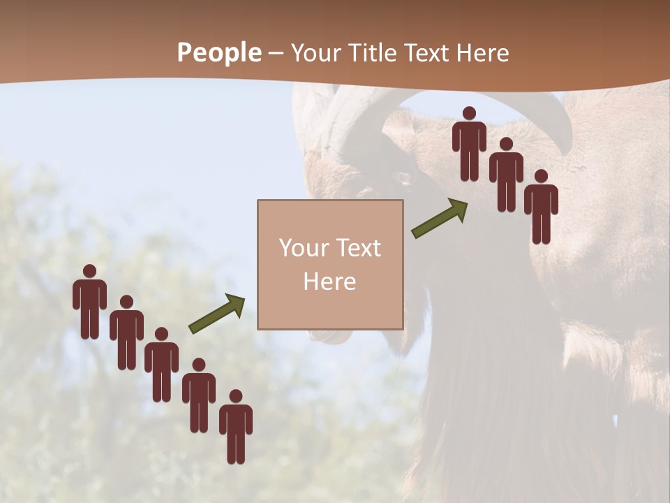 Waddan Sheep Artiodactyla PowerPoint Template