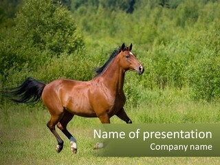 A Brown Horse Running Through A Field Of Grass PowerPoint Template