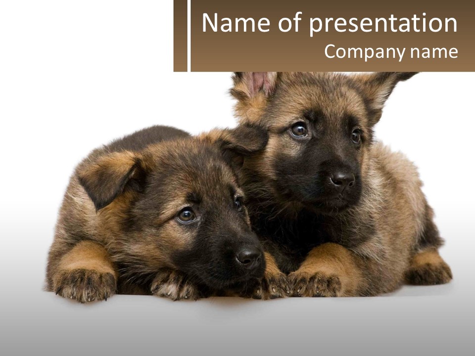 German Fun Obedient PowerPoint Template