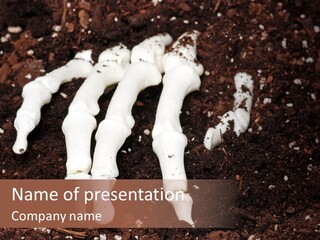 Skeleton Skeletal Discovered PowerPoint Template