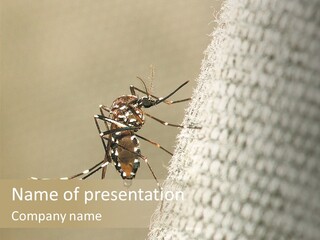 Albopictus Insect Biting PowerPoint Template