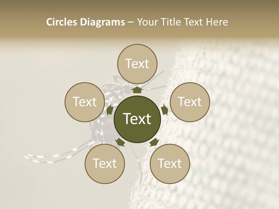 Albopictus Insect Biting PowerPoint Template