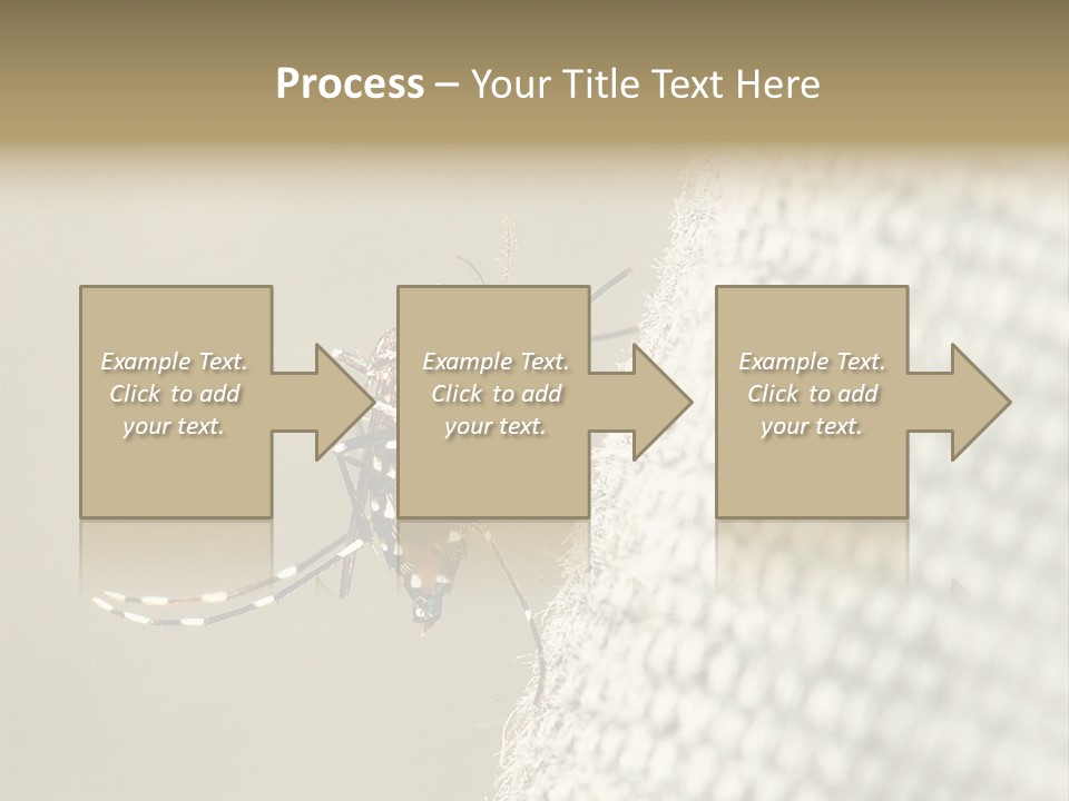 Albopictus Insect Biting PowerPoint Template